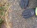 20060801_schlange_03