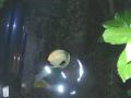 20070531verkehrsunfall_fischau_3