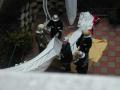 20071124_ffbs_ab06