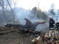 20080215_be-baum-eggend_02