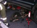 20080710_tierrettung_markt_piesting_03