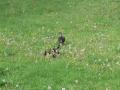 20110505_tierrettung_wr_neustadt_002