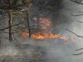 Foto: FF Wiener Neustadt 20120325_waldbrand_wrn_002