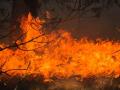 Foto: FF Wiener Neustadt 20120325_waldbrand_wrn_004