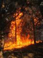 Foto: FF Wiener Neustadt 20120325_waldbrand_wrn_005