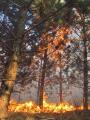 Foto: FF Wiener Neustadt 20120325_waldbrand_wrn_006