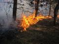 Foto: FF Wiener Neustadt 20120325_waldbrand_wrn_009