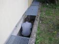 Foto: FF Wiener Neustadt 20120502_amseln_hinter_gitter_gefangen_002