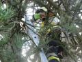 Foto: FF Dreistetten 20120731_tierrettung_dreistetten_002