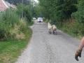 Foto: FF Ebenfurth 20130705_tierrettung_ebenfurth