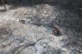 20130808_waldbrand_weikersdoerf_ff_wrn_309