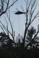 Foto: FF Wiener Neustadt 20130808_waldbrand_weikersdoerf_ff_wrn_597