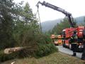 Foto: Martin Schaffrian 2014-11-22_christbaum_orf_noe_04