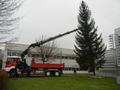 Foto: Martin Schaffrian 2014-11-22_christbaum_orf_noe_14
