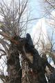 Foto: FF Wiener Neustadt 20140317_ffwrn_glosender_baum_kopie