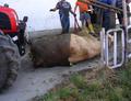 20140706_tierrettung_ff_krumbach_007