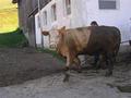 20140706_tierrettung_ff_krumbach_008