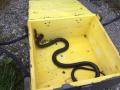 Foto: FF Ebenfurth 20140917_tierrettung_ebenfurth_1_002