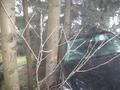 Foto: FF Bad Schönau 20141128_ffbs_pkw-bergung_03