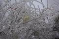 Foto: Einsatzdoku.at 20141202_hohe_wand_edoku_036