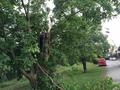 Foto: FF Ebenfurth 20150709_sturmschaden_ff_ebenfurth_001