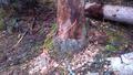 Foto: Michael Zehetner 20161125_sprenguebung_mit_evn_010