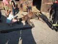 20170615_tierrettung_wr_neustadt_002