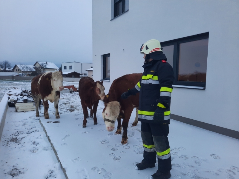 20230128 tierrettung ff lanzenkirchen 001