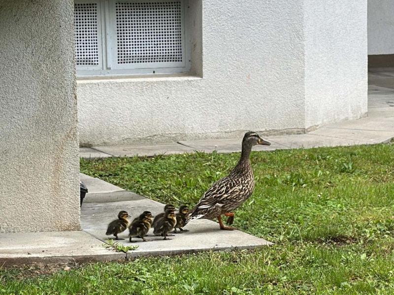 20240525 tierrettung ffwrn 002