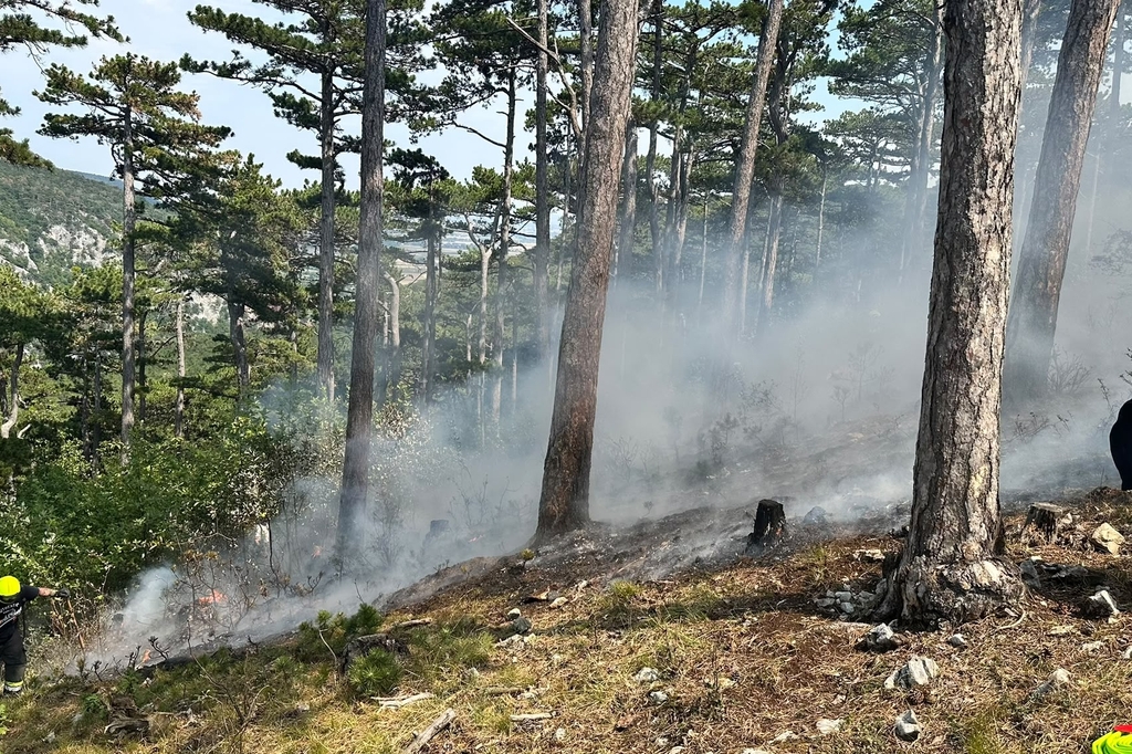 Waldbrand in Winzendorf 
