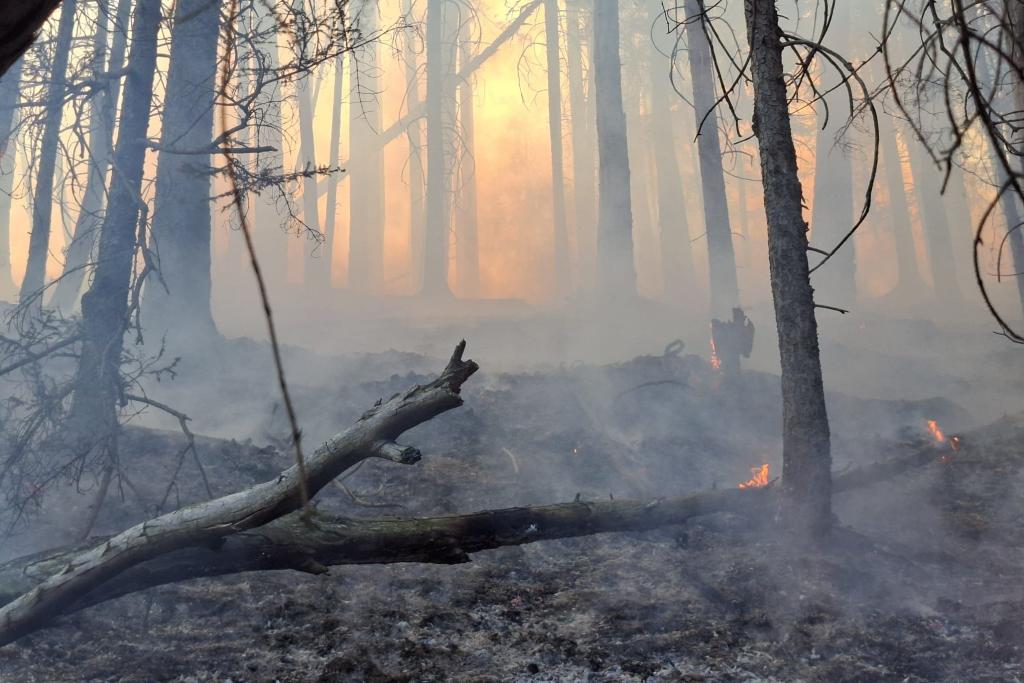 Waldbrand in Gutenstein